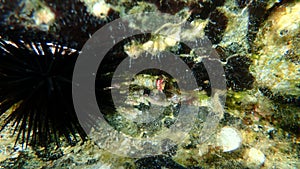 Calcareous tubeworm or fan worm, plume worm, red tube worm Serpula vermicularis undersea, Aegean Sea photo