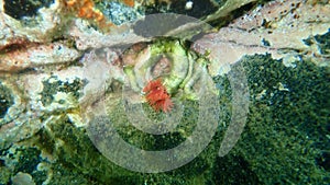 Calcareous tubeworm or fan worm, plume worm, red tube worm Serpula vermicularis undersea, Aegean Sea photo