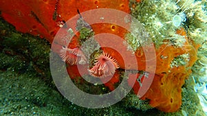 Calcareous tubeworm or fan worm, plume worm or red tube worm (Serpula vermicularis) undersea photo