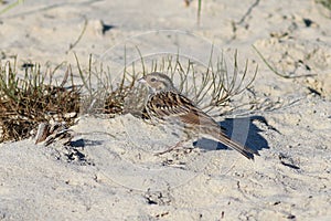 Calcarius lapponicus. Bird summer day on the Yamal Peninsula