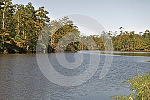 Calcasieu river front cypress trees