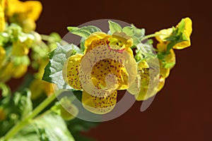 Calceolaria photo