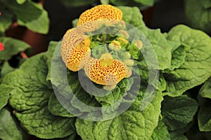 Calceolaria Integrifolia plant in the garden photo