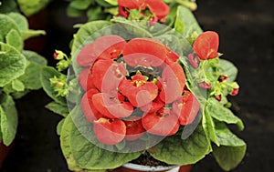 Calceolaria Integrifolia plant in the garden photo