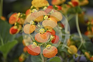 Calceolaria, lady`s purse, slipper flower, pocketbook flower, slipperwort with yellow and orange flowers. Ornamental hybrids for