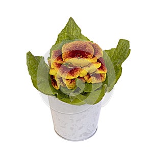 Calceolaria in pot