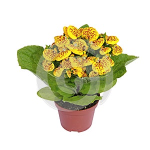 Calceolaria in pot