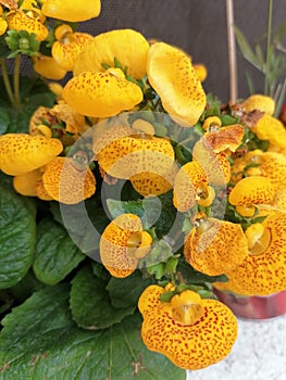 Calceolaria yellow flower