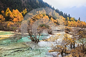 Calcification ponds in autumn forest