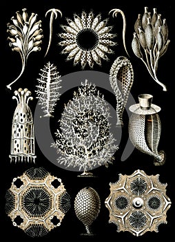 Calcispongiae illustration