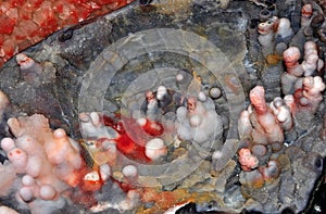 Calcite quartz and chalcedon