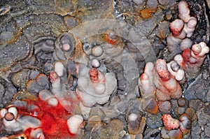 Calcite quartz and chalcedon