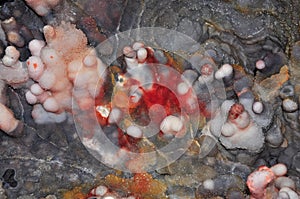 Calcite quartz and chalcedon in a colorful