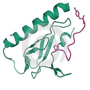 Crystal structure of the human calcitonin receptor ectodomain green in complex with a truncated salmon calcitonin analog pink photo