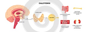 calcitonin thyroid hormone photo