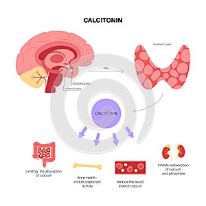 calcitonin thyroid hormone