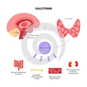 calcitonin thyroid hormone photo