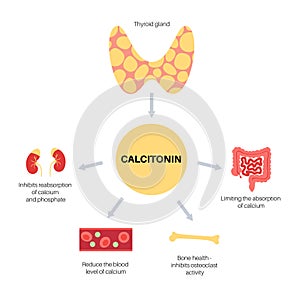 calcitonin thyroid hormone photo