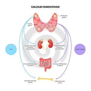 calcium homeostasis diagram