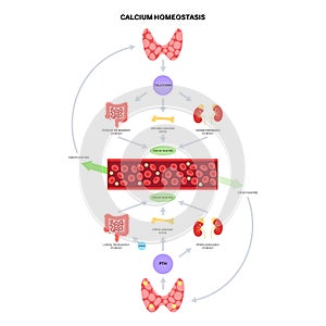 calcium homeostasis diagram