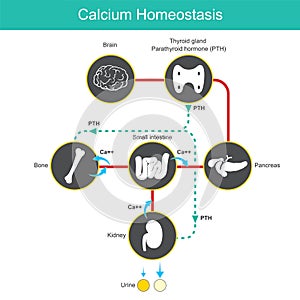 Calcium Homeostasis. Diagram for learning calcium levels in blood human. photo