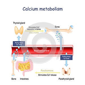 Calcium metabolism, and impact on human organs. vitamin d deficiency photo