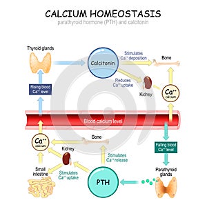 Calcium metabolism photo