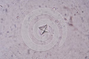 Calcium oxalate crystal