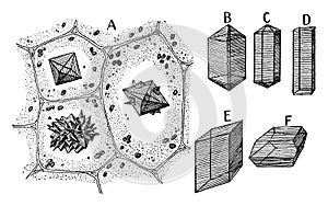 Calcium Oxalate Crystals vintage illustration