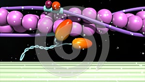 Calcium troponin release