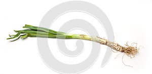 Calcot, spring onion for the barbecue