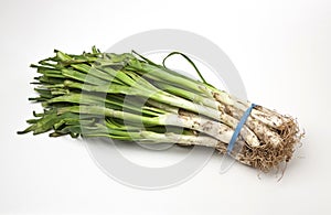 Calcots, spring onions for the barbecue