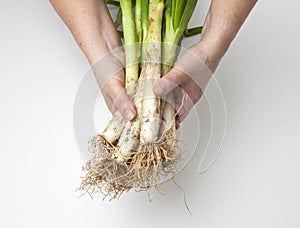 Calcots, spring onions from Spain