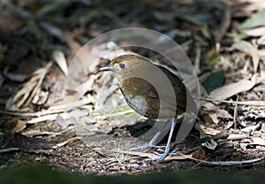 Caldasmierpitta, Brown-banded Antpitta, Grallaria milleri