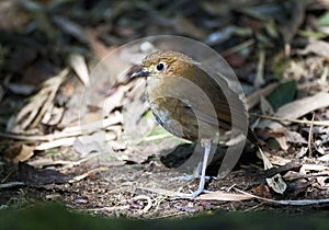 Caldasmierpitta, Brown-banded Antpitta, Grallaria milleri