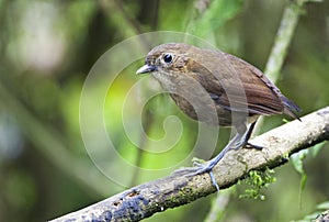 Caldasmierpitta, Brown-banded Antpitta, Grallaria milleri