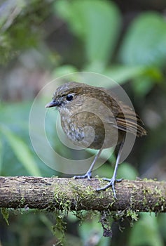 Caldasmierpitta, Brown-banded Antpitta, Grallaria milleri