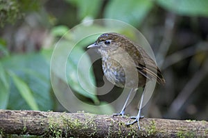 Caldasmierpitta, Brown-banded Antpitta, Grallaria milleri