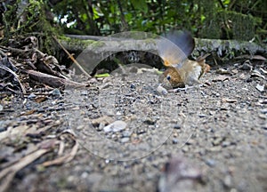 Caldasmierpitta, Brown-banded Antpitta, Grallaria milleri