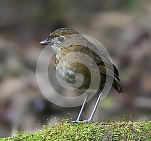 Caldasmierpitta, Brown-banded Antpitta, Grallaria milleri photo