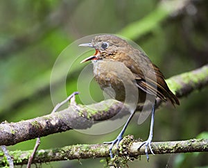 Caldasmierpitta, Brown-banded Antpitta, Grallaria milleri photo