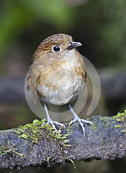 Caldasmierpitta, Brown-banded Antpitta, Grallaria milleri