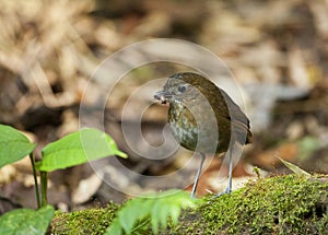 Caldasmierpitta, Brown-banded Antpitta, Grallaria milleri photo