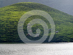 Caldeirao do Corvo, Azores