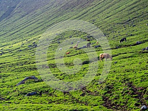 Caldeirao do Corvo, Azores photo