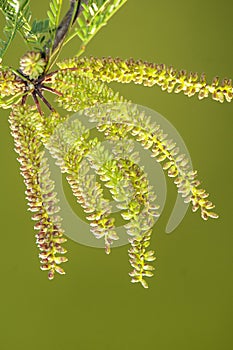 Calden Flower in Pampas forest environment, photo