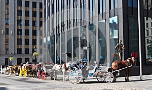 Caleche horse-drawn buggy rides for tourists in Montreal, Canada