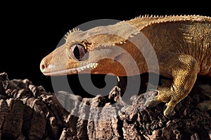 Caledonian crested gecko on a branch