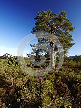 Caledonian forest scotland