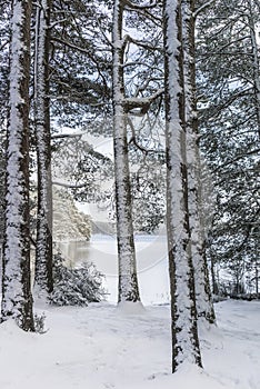 Caledonian Forest in Snow at Abernethy Forest in the Highlands of Scotland.